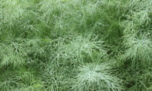 Dill Ella (Organic)