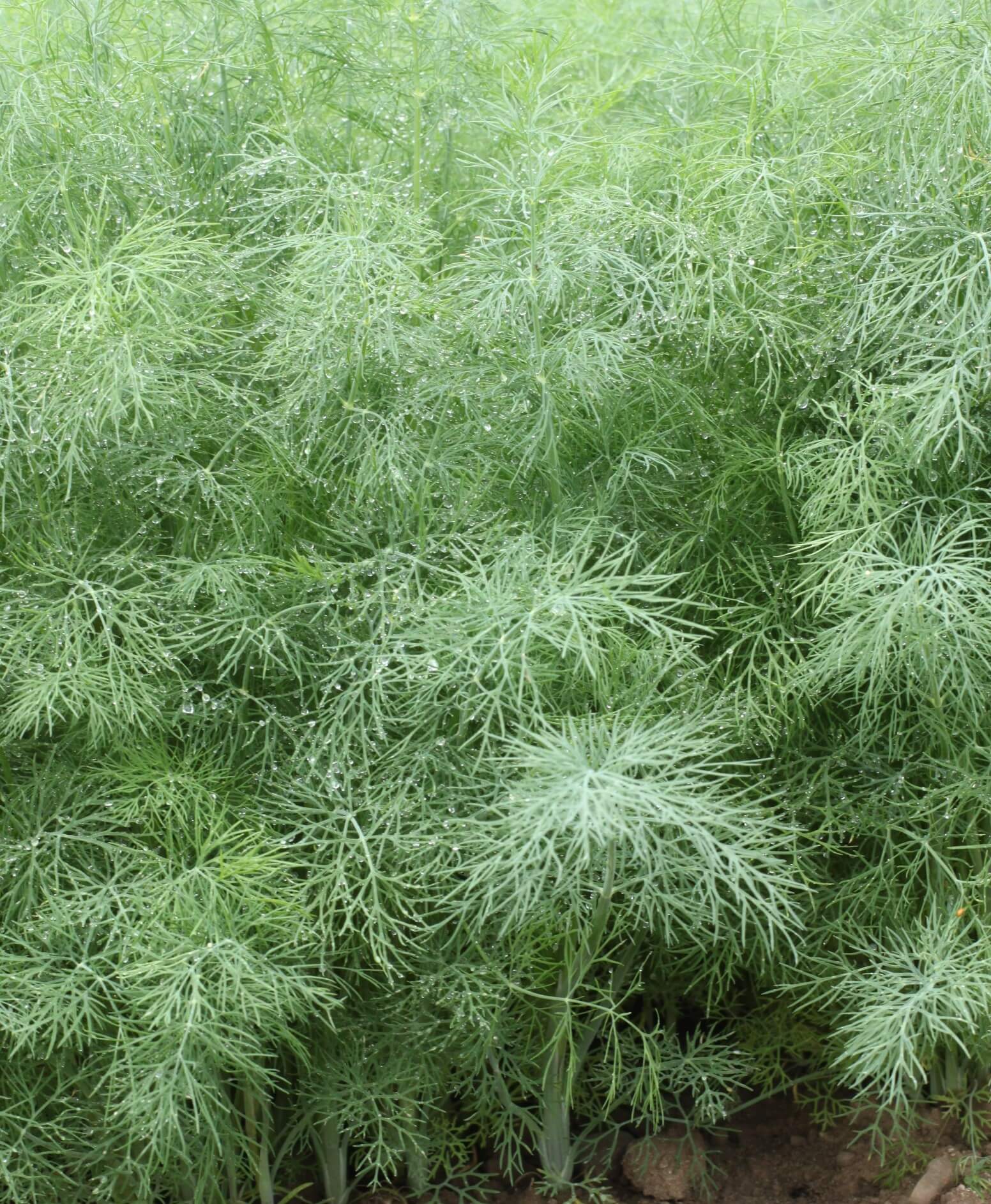Dill Ella (Organic)