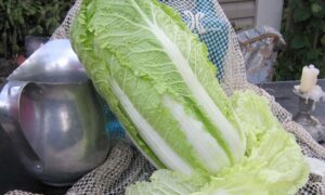 Emiko Chinese Cabbage (Treated Seed)