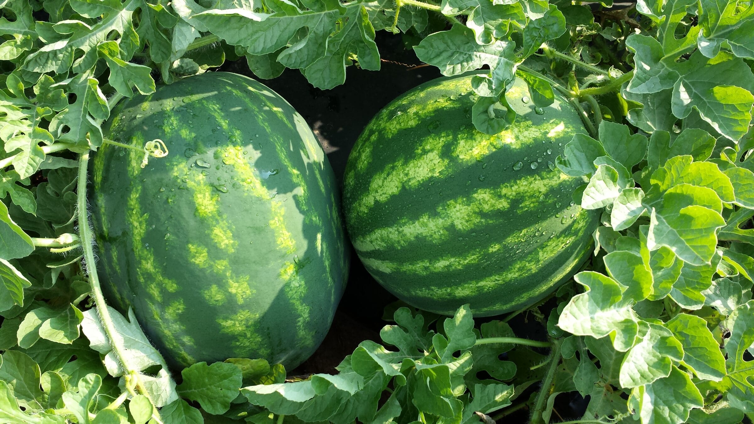 Exclamation Watermelon (Primed Farmore) - Image 2