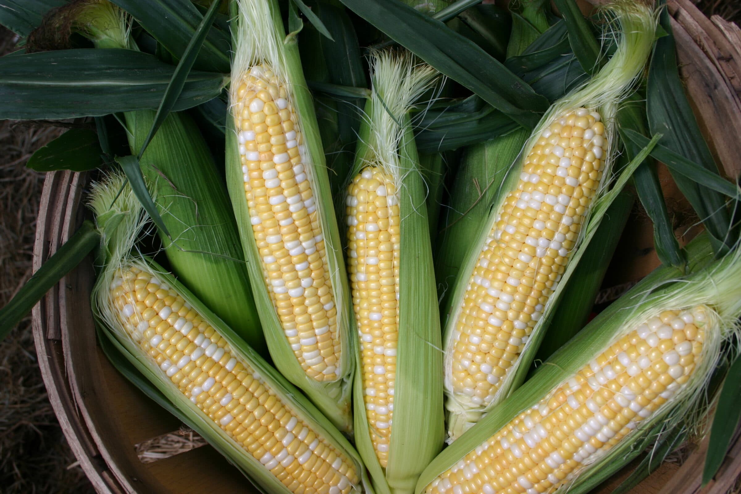 Fantastic XR Sweet Corn (Cruiser Treated)