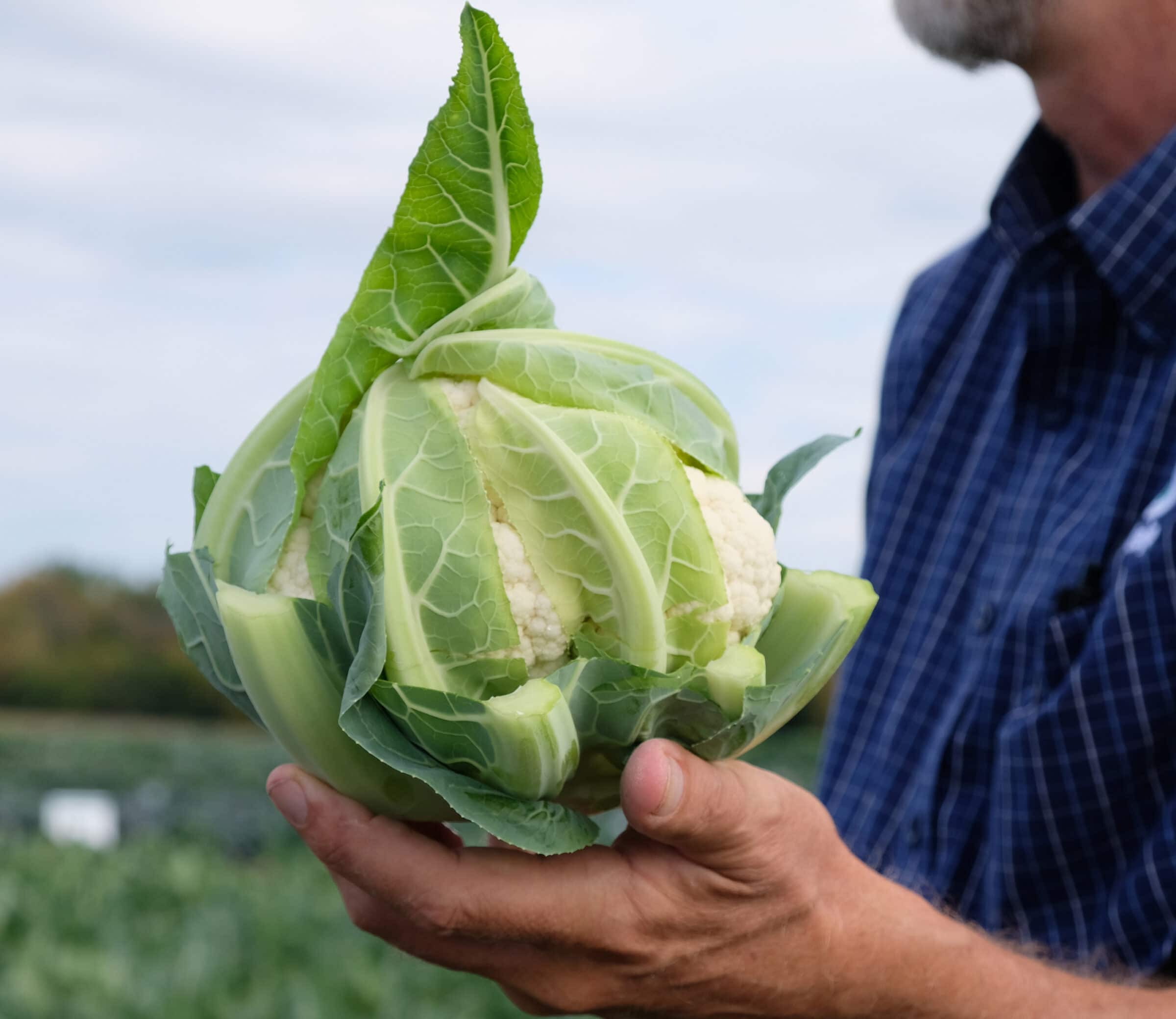 Flamenco Cauliflower (Not Treated) - Image 2