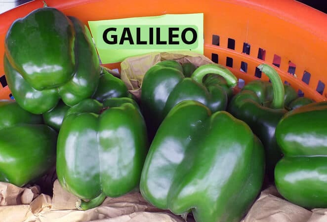 Galileo Bell Pepper (Treated Seed)