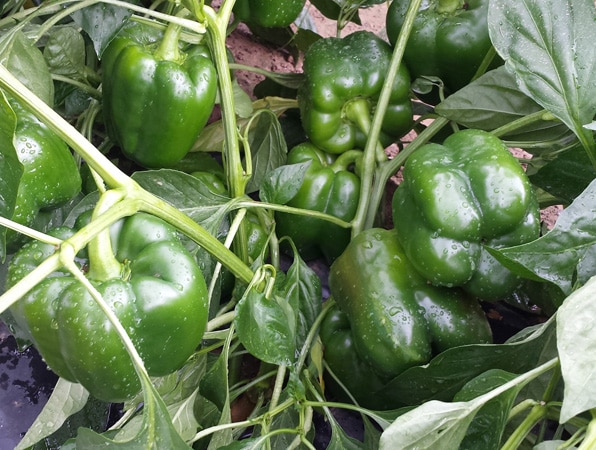 Galileo Bell Pepper (Treated Seed) - Image 2