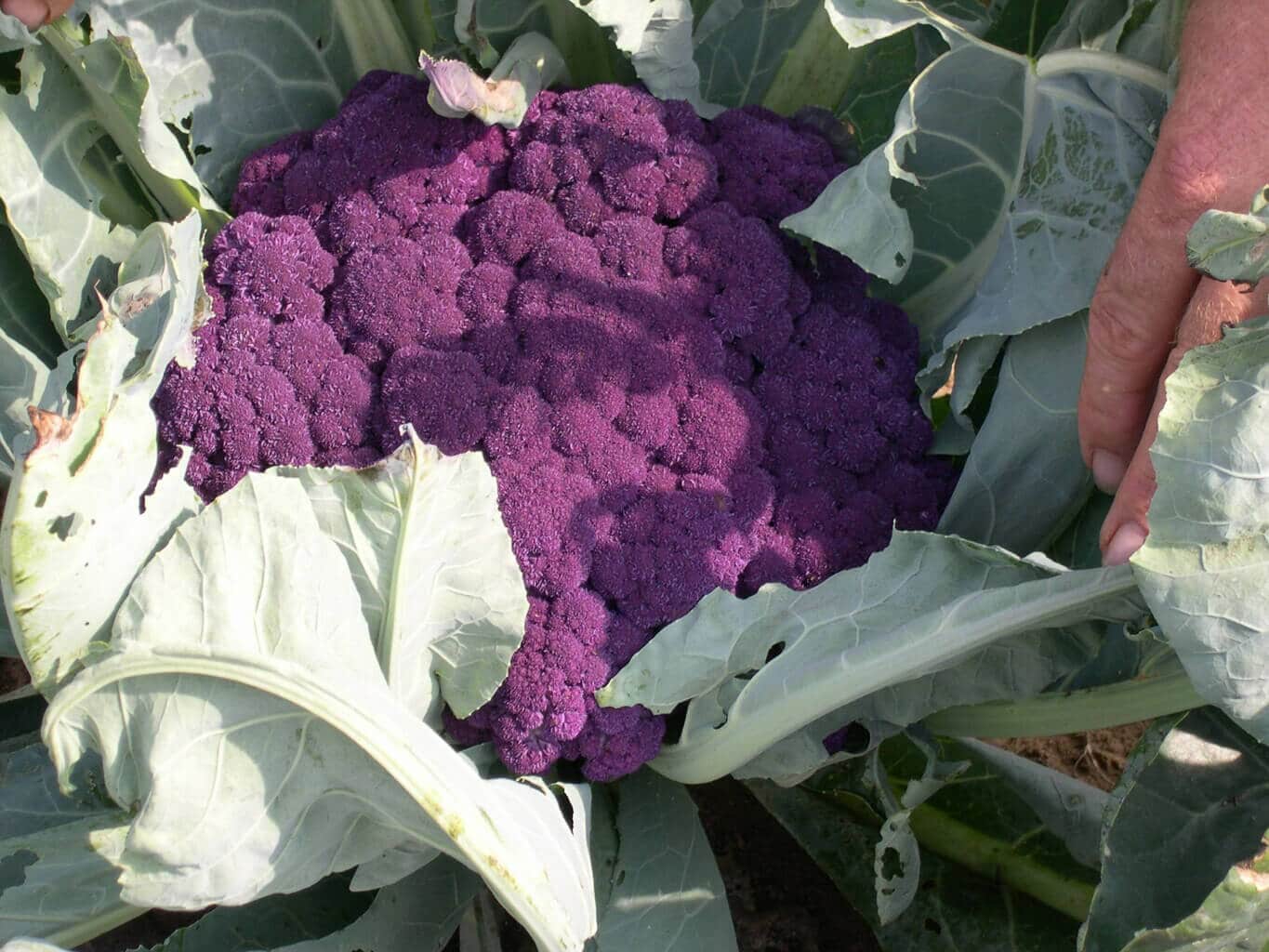 Graffiti Cauliflower (Not Treated)