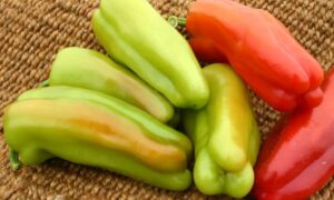 Grenada Sweet Pepper (Treated Seed)
