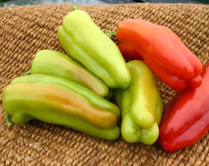 Grenada Sweet Pepper (Treated Seed)