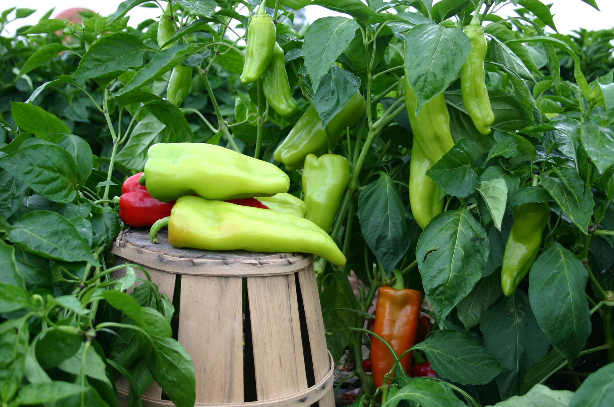 Grenada Sweet Pepper (Treated Seed) - Image 2