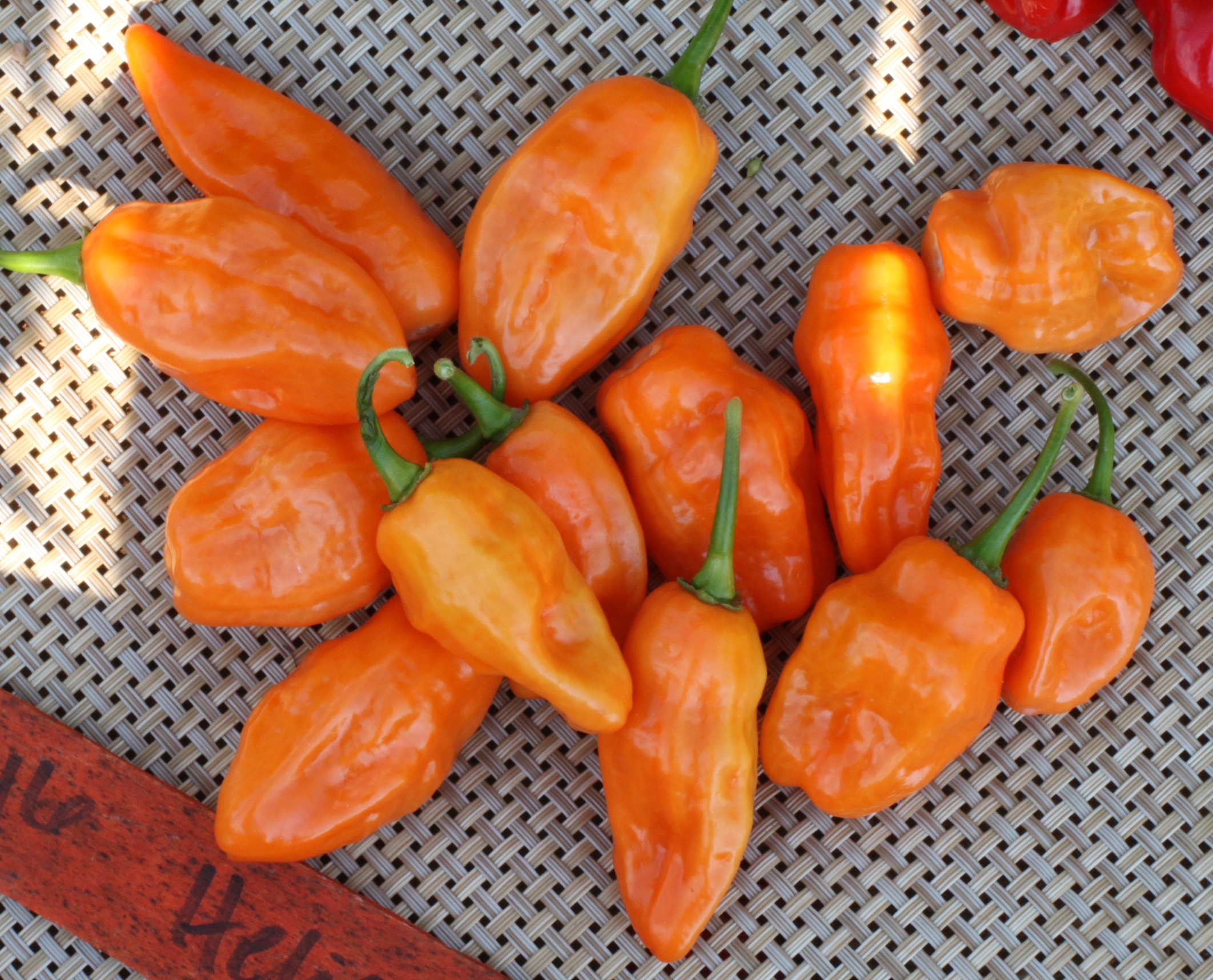 Helios Habanero Type Pepper (Not Treated)