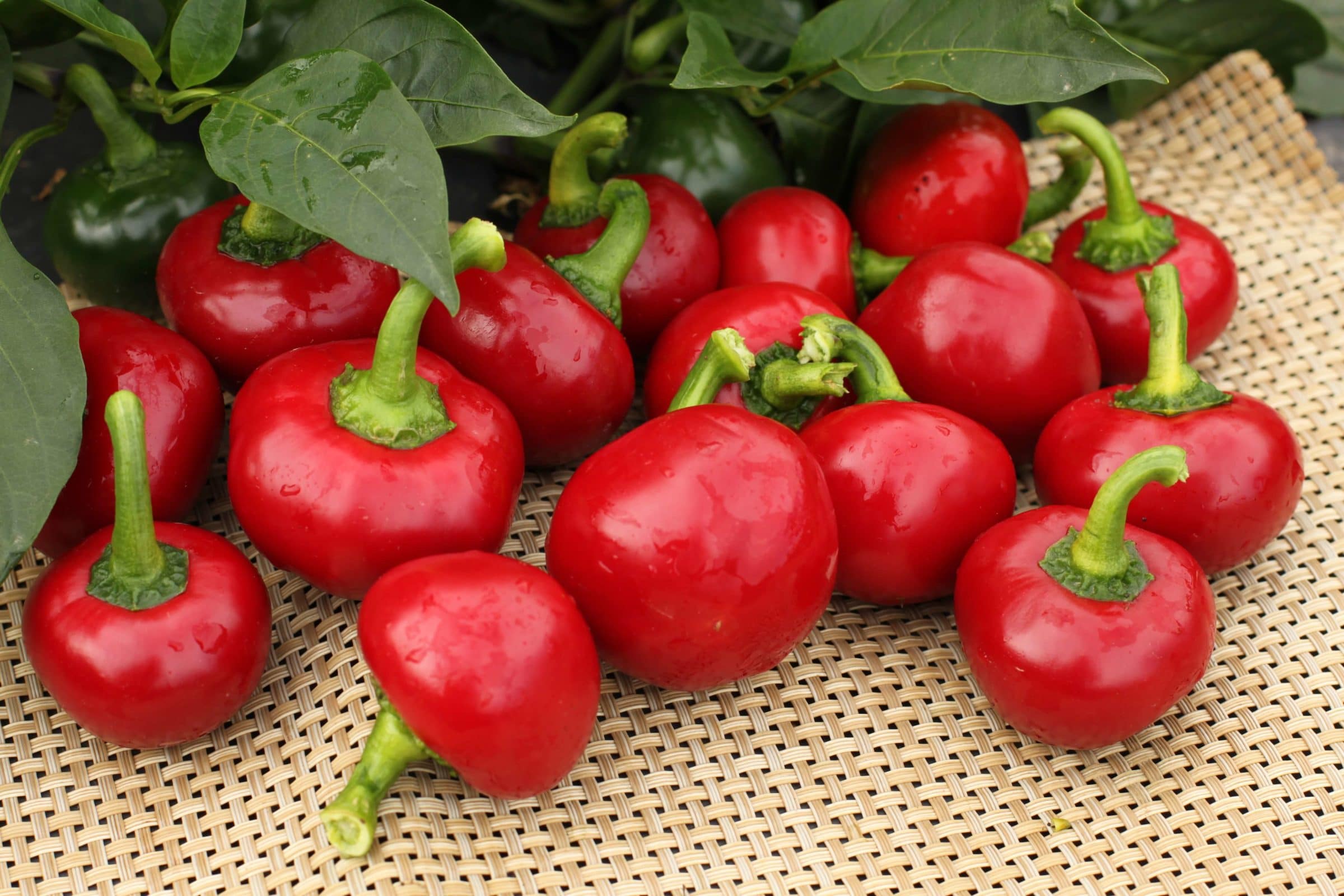 Cherry Hot 102 Hot Pepper (Not Treated)