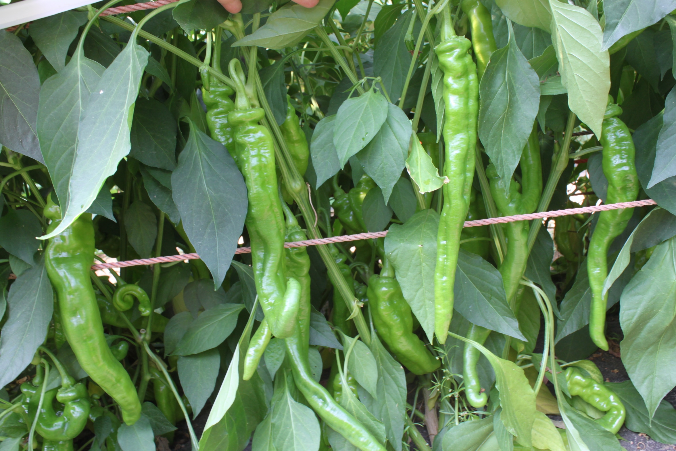 Iberia Cayenne Pepper (Not Treated) - Image 4