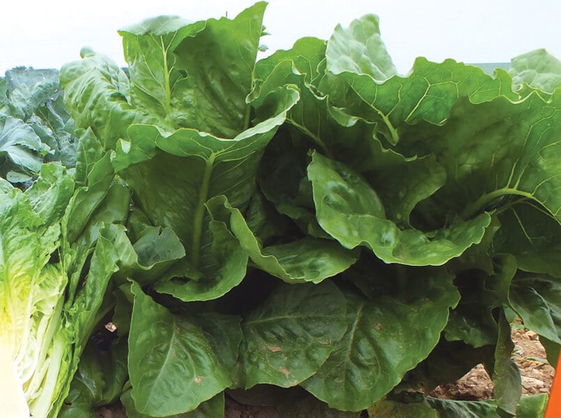Inferno Lettuce (Primed & Pelleted)