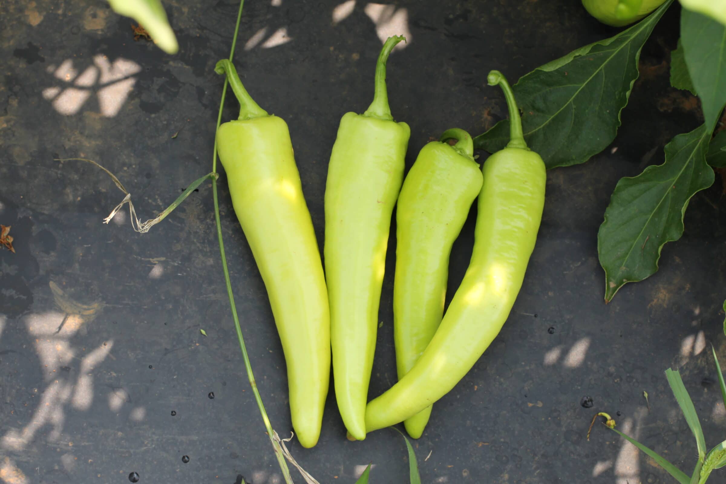 Inferno Banana Pepper (Not Treated) - Image 2