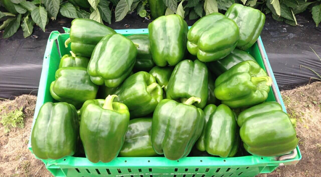 Islamorada Bell Pepper (Treated Seed)