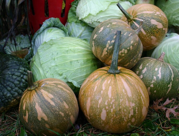 La Estrella Squash (Not Treated)