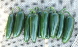 Lexus Jalapeno Pepper (Not Treated)