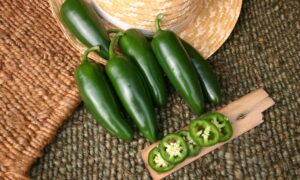 Mammoth Jalapeno (Treated Seed)