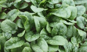 Mandolin Spinach (Not Treated)