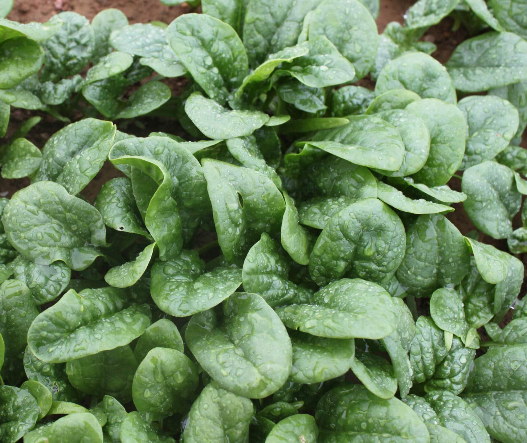 Mandolin Spinach (Not Treated)