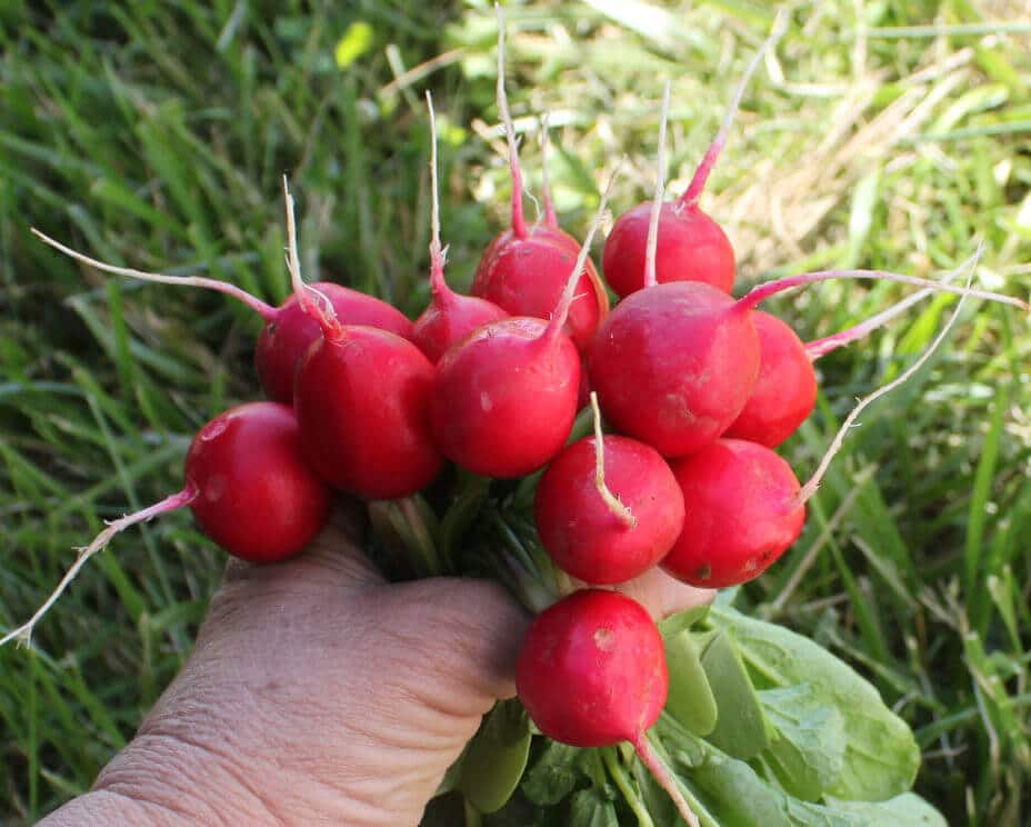 Manolo Radish (Treated Seed)