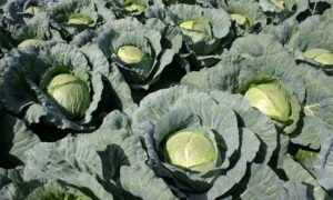 Megaton Cabbage (Treated Seed)