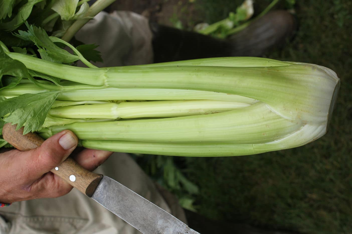 Merengo Celery (Pelleted) (Not Treated)