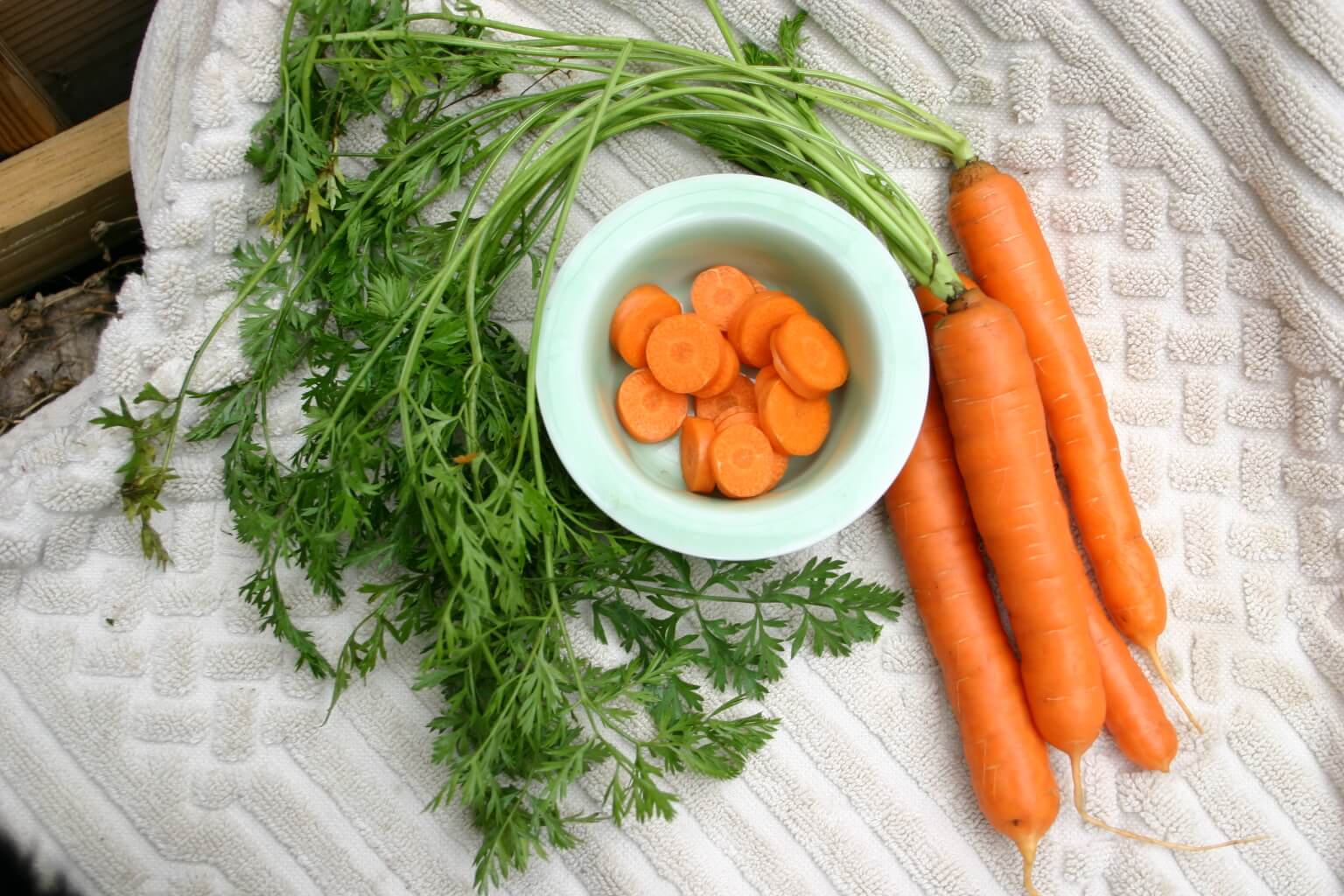 Mokum F1 Carrot (Not Treated)