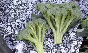 Monflor Broccoli (Not Treated)