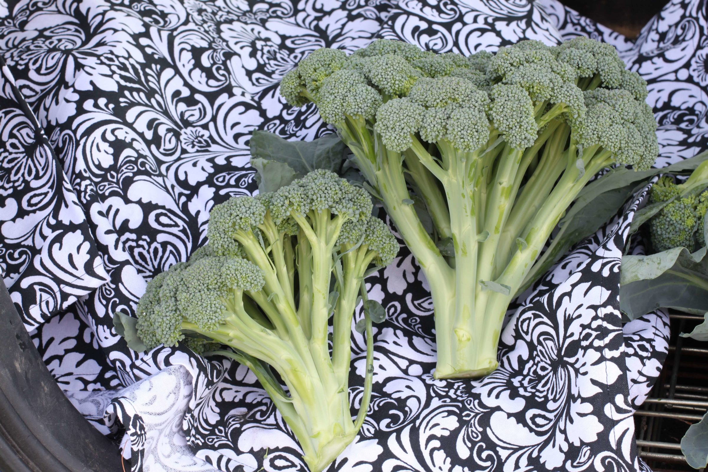 Monflor Broccoli (Not Treated)
