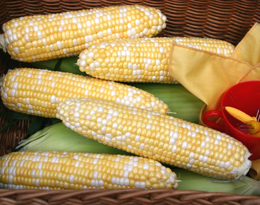 Montauk Sweet Corn (Cruiser Treated) - Image 2