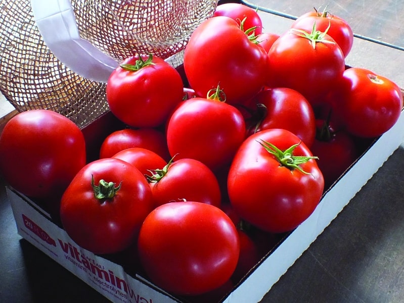 Mountain Merit Tomato (Not Treated)