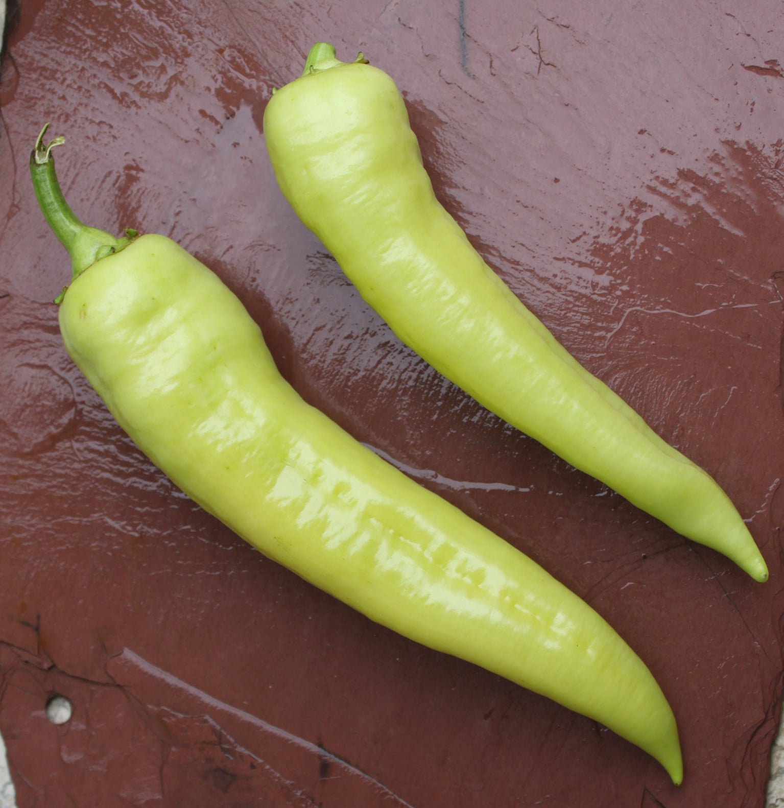 Natasha Sweet Banana Pepper (Treated Seed) - Image 2