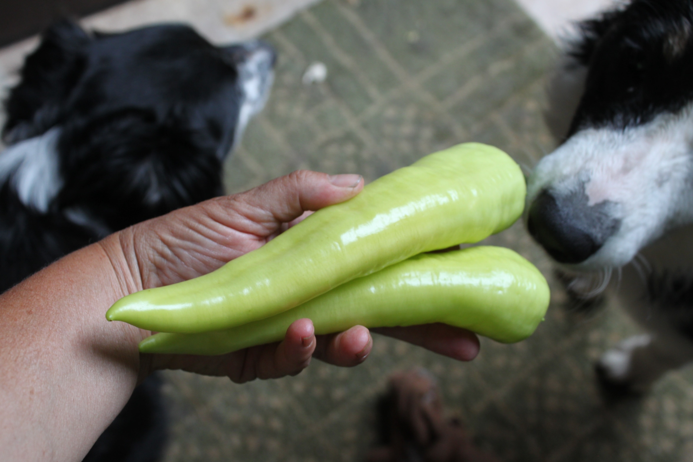 Natasha Sweet Banana Pepper (Treated Seed) - Image 3