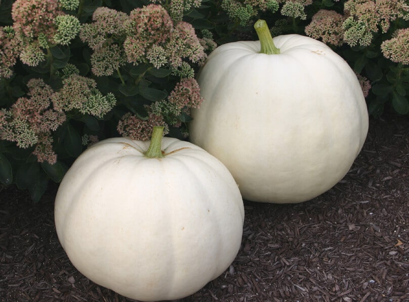 New Moon Pumpkin (Treated Seed)