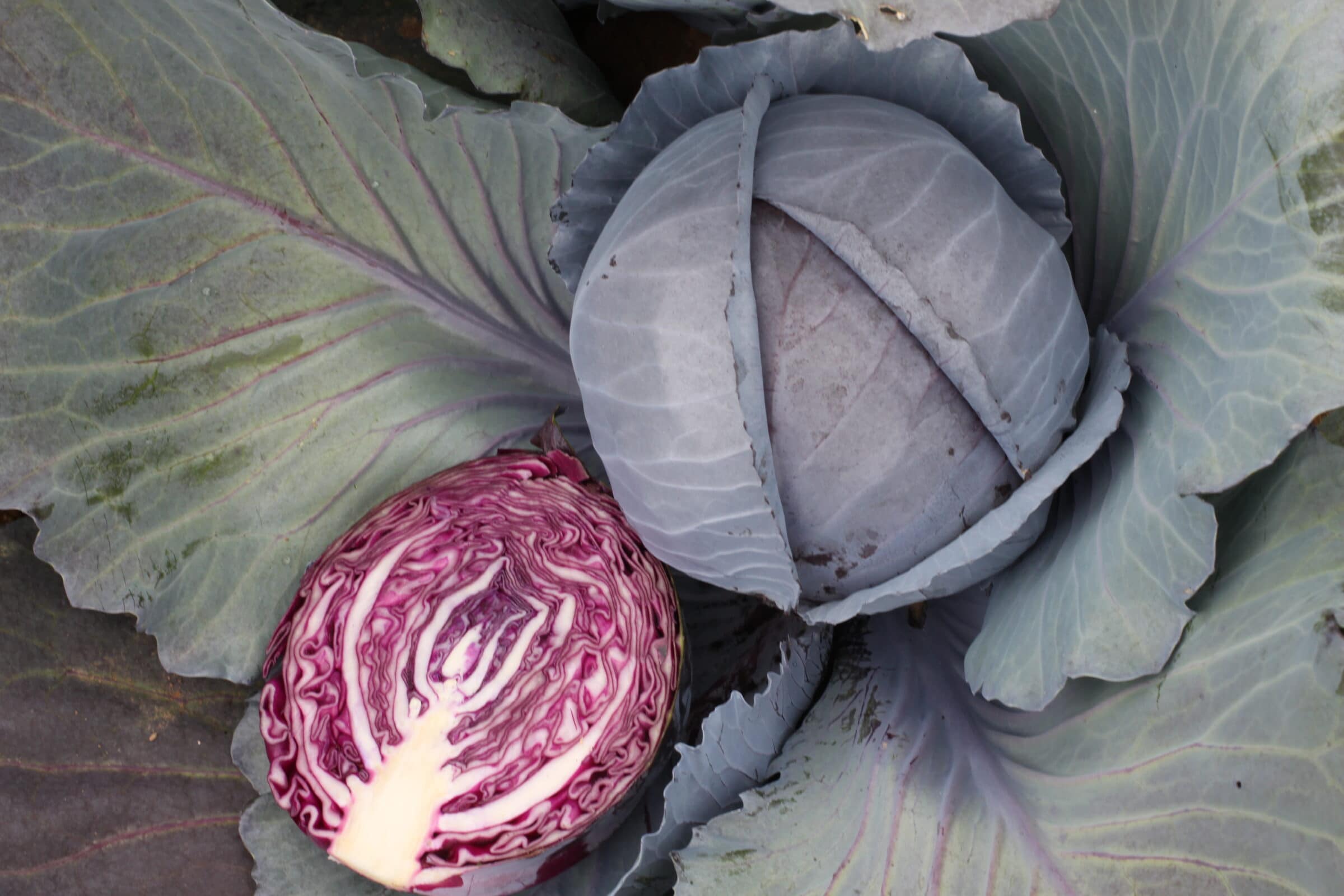 Omero Cabbage (Treated Seed)