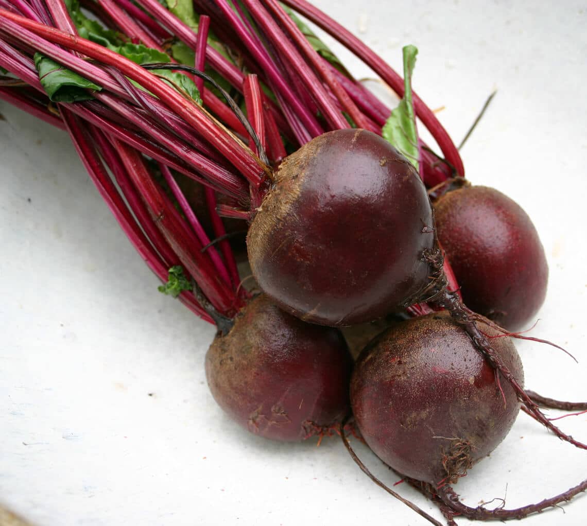 Pablo Beet (Treated Seed)