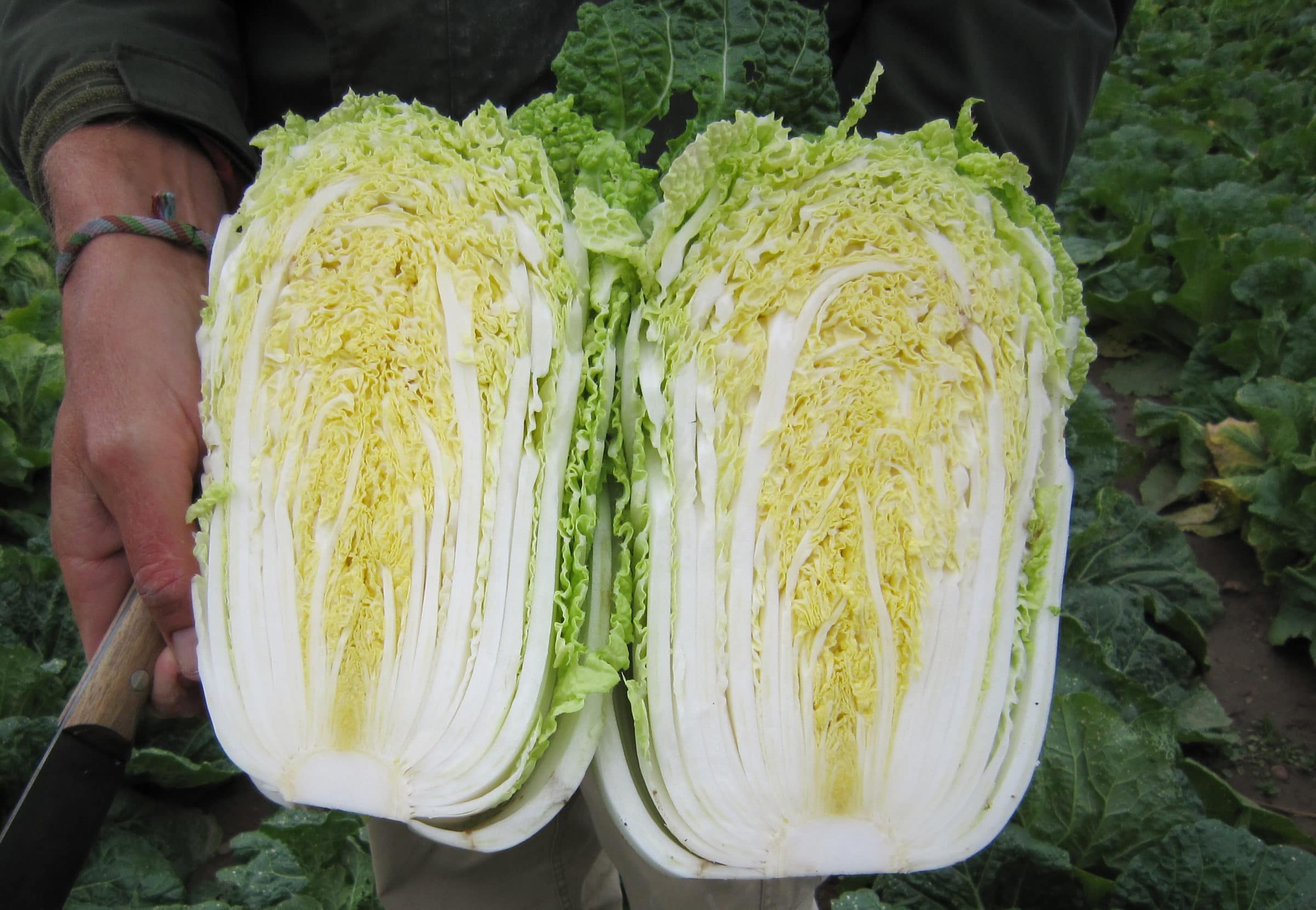 Pacifiko Chinese Cabbage (Not Treated)