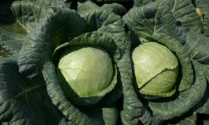 Padoc Cabbage (Not Treated)