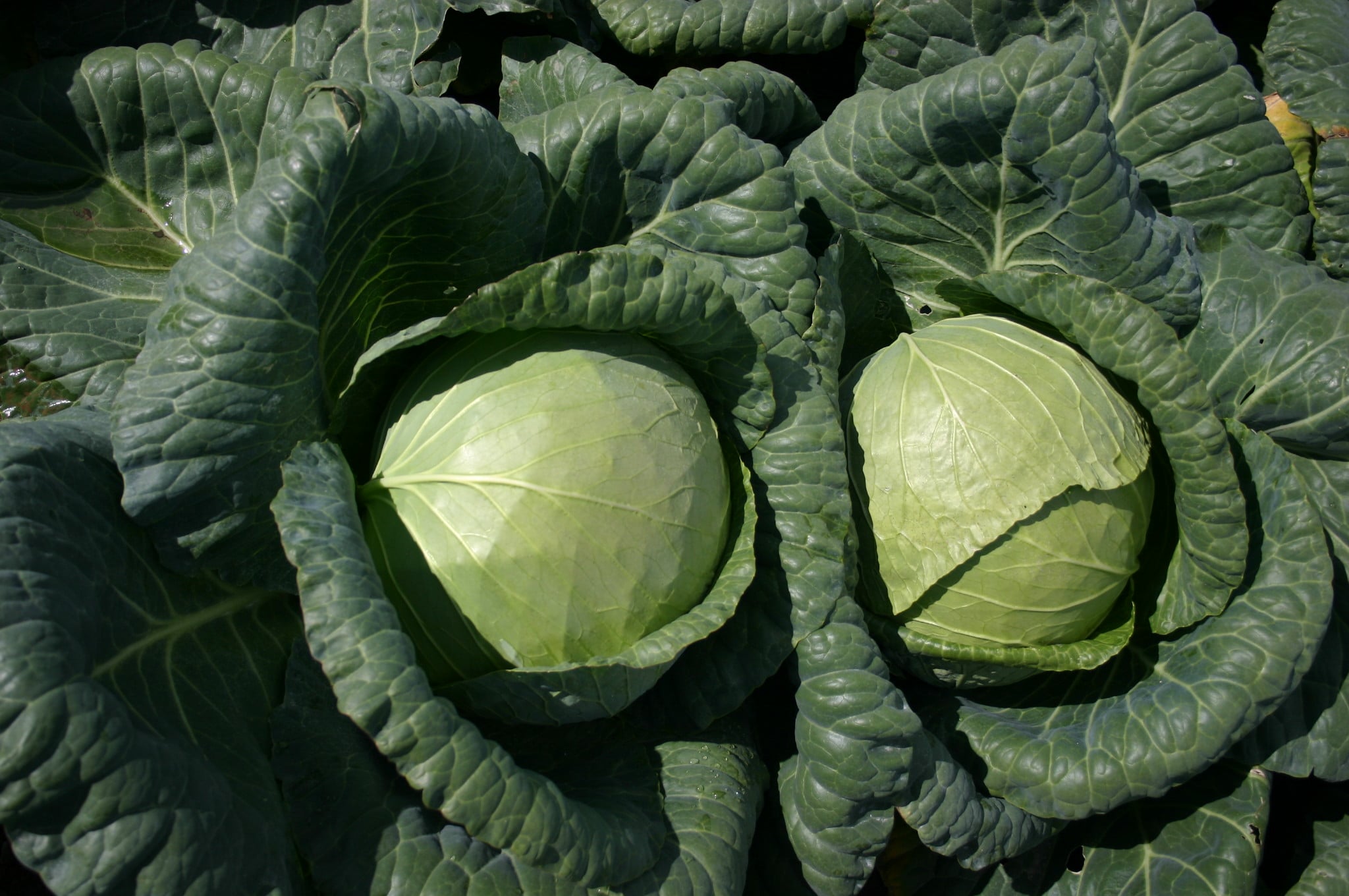 Padoc Cabbage (Not Treated)