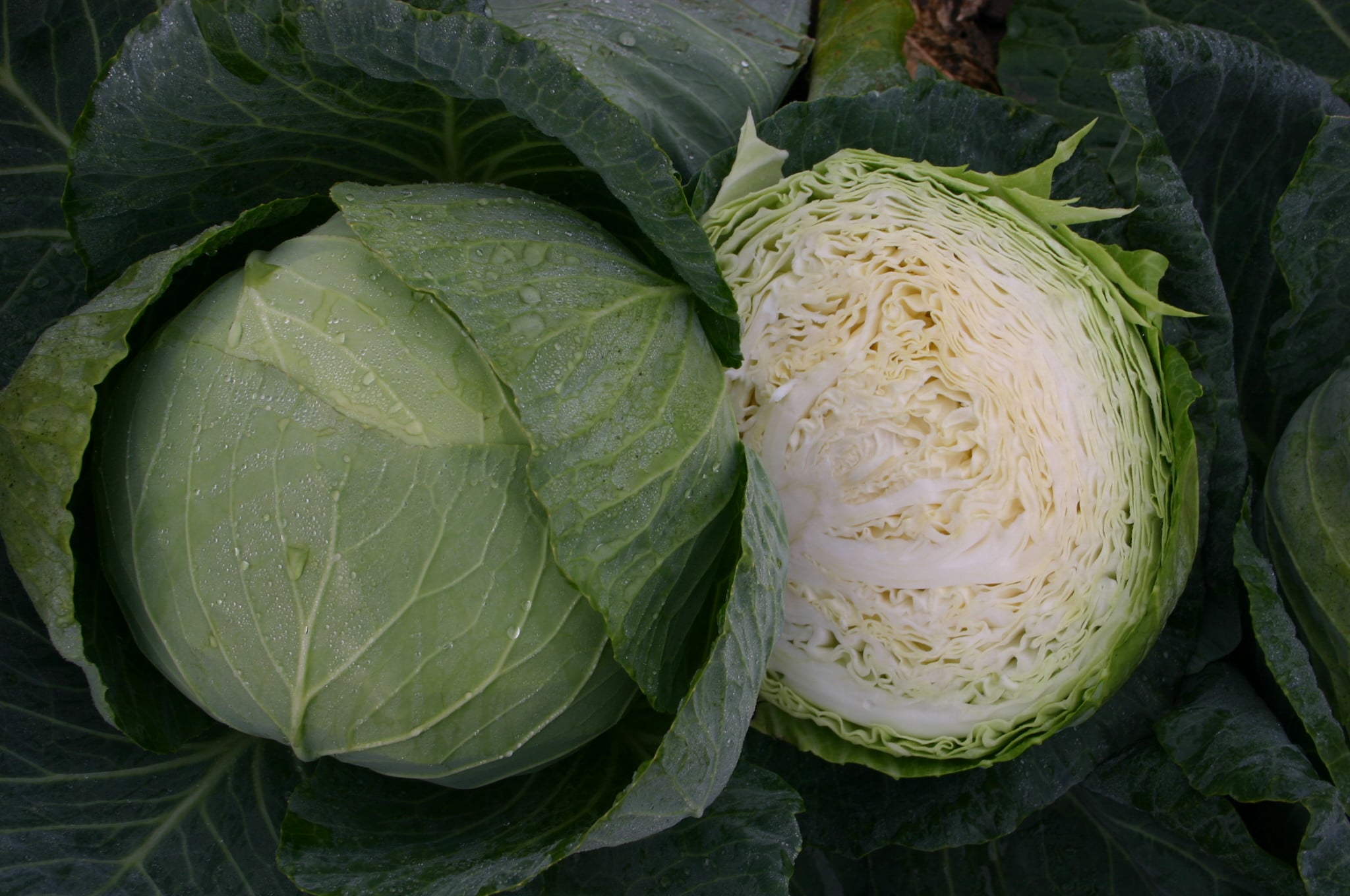 Padoc Cabbage (Not Treated) - Image 2