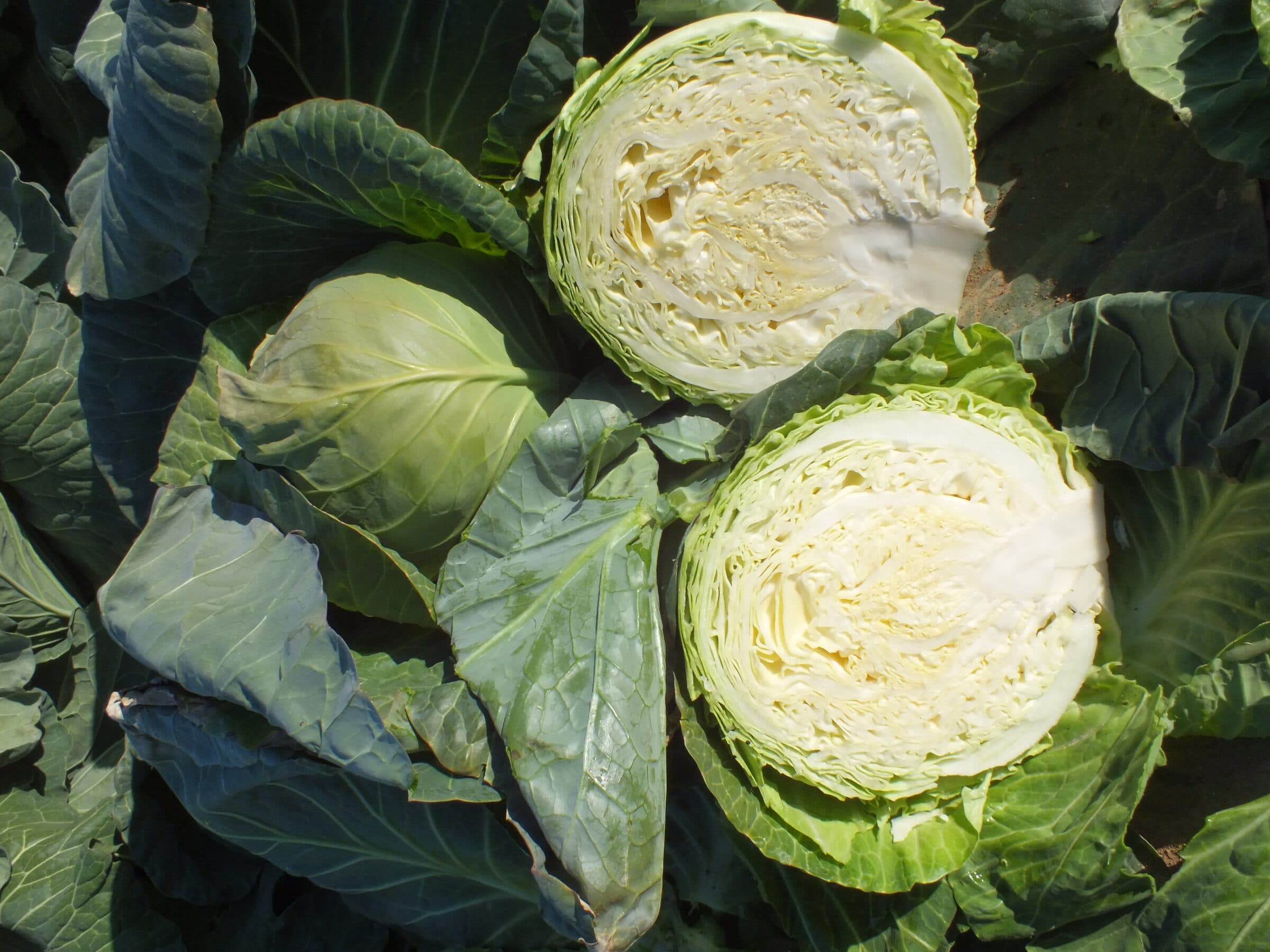 Passat Cabbage (Organic) - Image 2