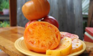 Persimmon Tomato (Not Treated)