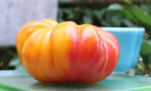 Pineapple Premier Tomato (Not Treated)