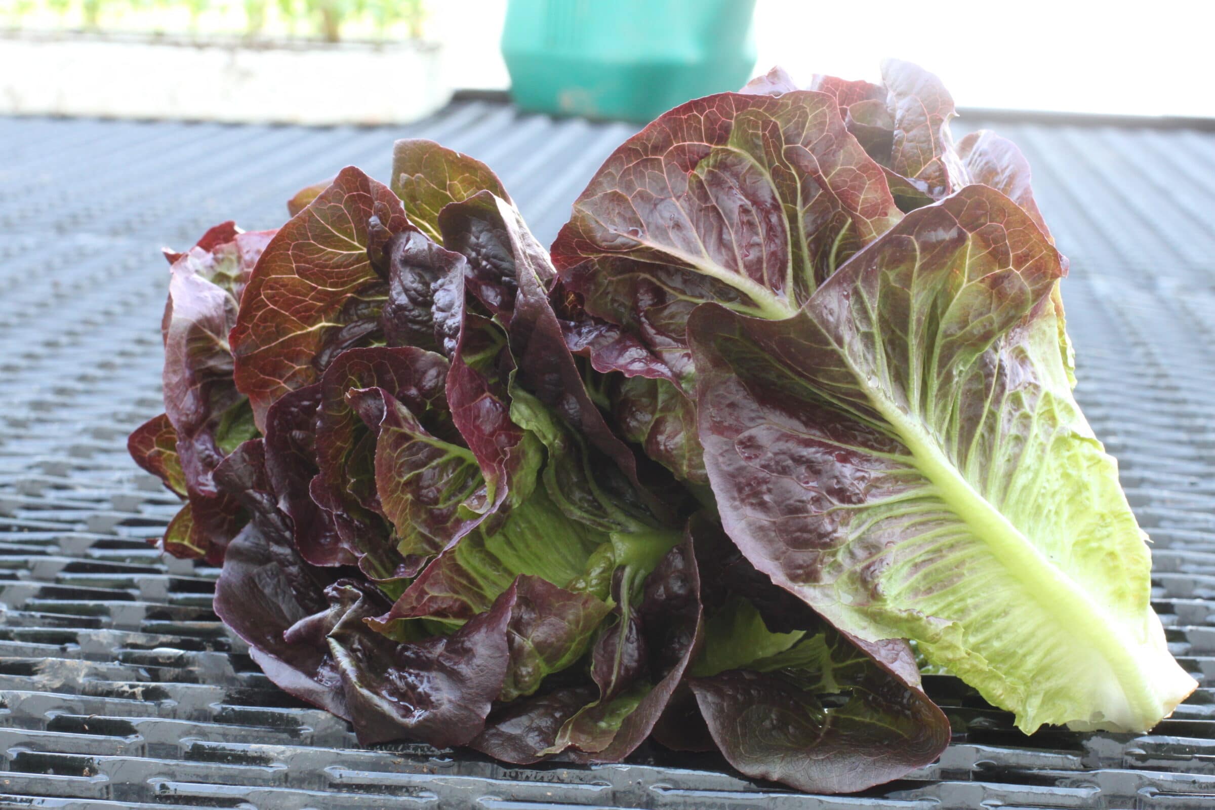 Pomegranate Crunch Lettuce (Organic)