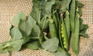Progress # 9 Peas (Treated Seed)