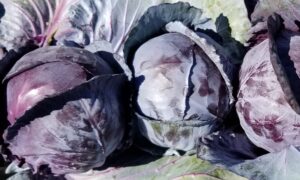 Red Acre Cabbage (Not Treated)