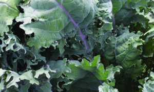 Red Russian Select O.P. Kale (Not Treated)