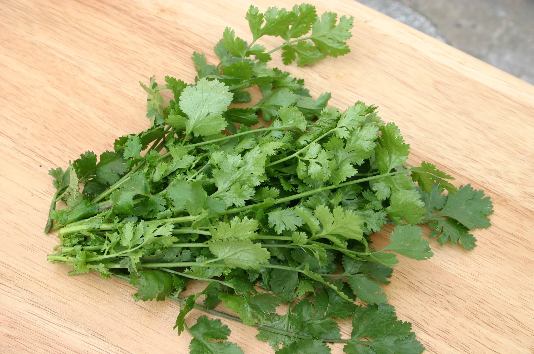 Cilantro Santo (Organic)
