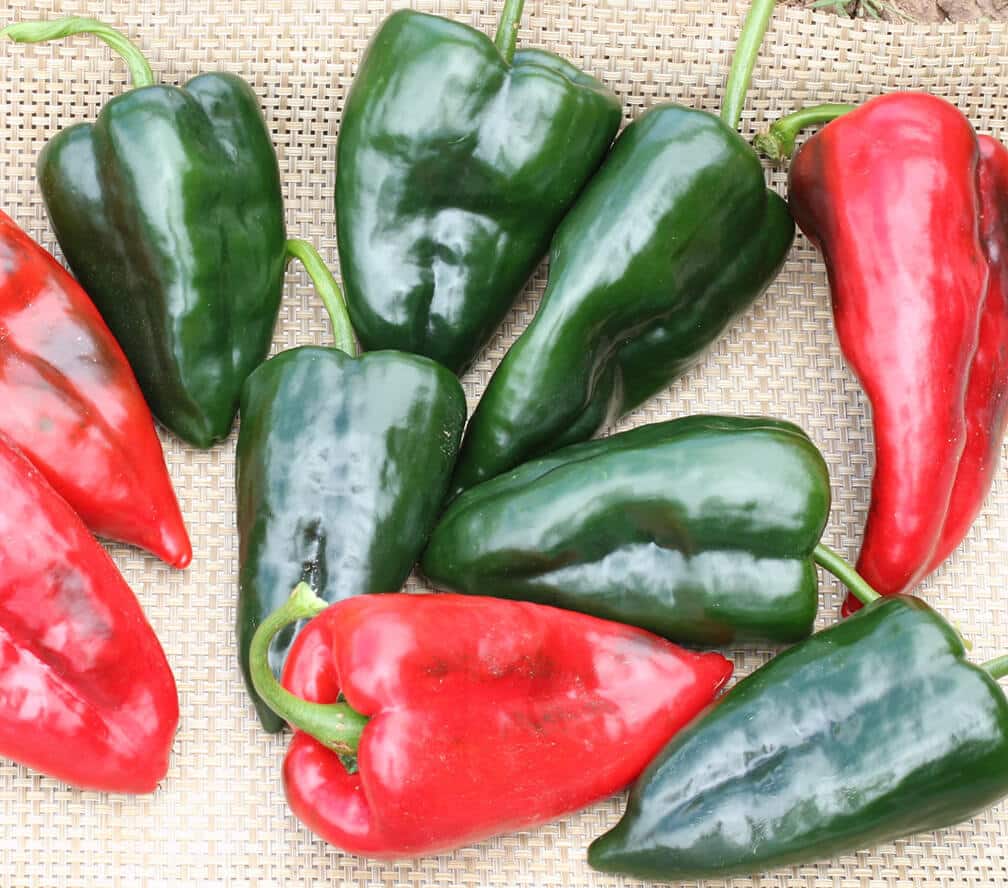 Sequoia Poblano Pepper (Treated Seed)