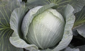 Sircon Cabbage (Treated Seed)